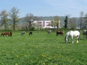 Abb.: Unsere Pferde und Fohlen auf der Weide